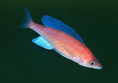 Cyprichromis pavo 'Kambwimba'